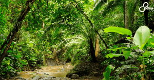 La foresta pluviale 