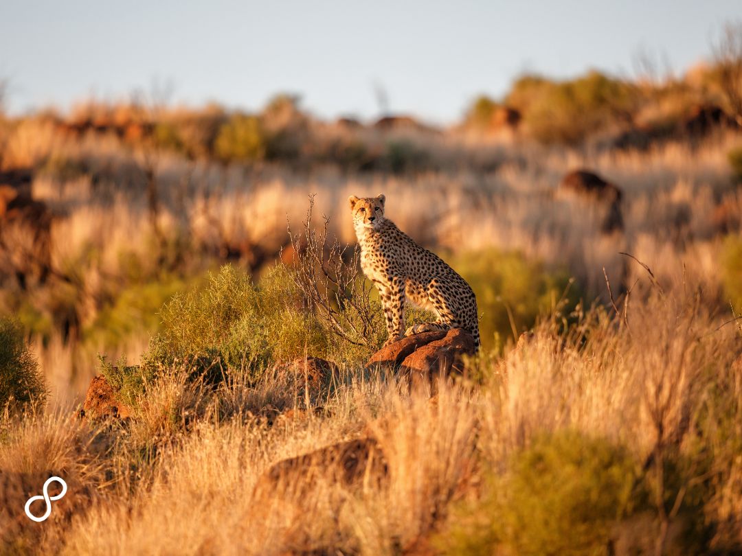 Cosa fare e vedere in Sudafrica