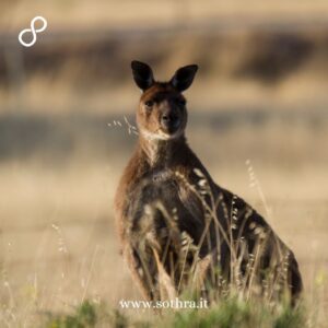 Viaggio di due giorni a Kangaroo Island