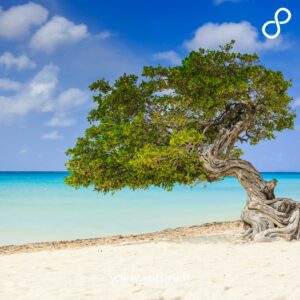 Viaggio di Nozze ad Aruba: Un paradiso caraibico di spiagge bianche e acque turchesi