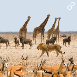 Emozioni tra Safari e Relax Kapama Game Reserve