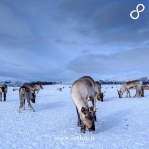 Tromsø (Norvegia) in 1 giorno: 10 cose da vedere