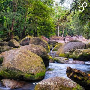 Daintree National Park svela il suo fascino primordiale attraverso un mosaico di ambienti differenti