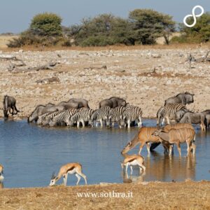 Consigli pratici per visitare il parco Etosha