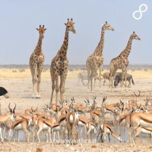 Etosha National Park, deserto salino e tante specie animali La tua guida completa per esplorare un’attrazione imperdibile