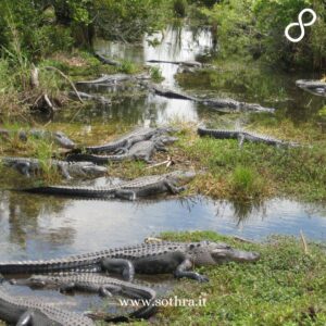 Cosa fare e cosa vedere durante un Gran Tour Florida 2025