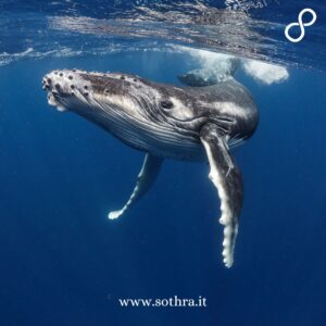 FAQ - Domande frequenti sulla Garden Route