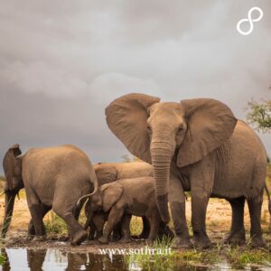 Gli elementi principali da non perdere nel Parco Kruger
