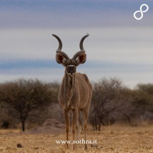 Esperienze uniche nel Parco Kruger