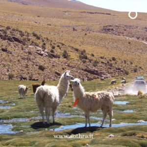 FAQ – Domande Comuni per il Tour Mamacocha in Bolivia