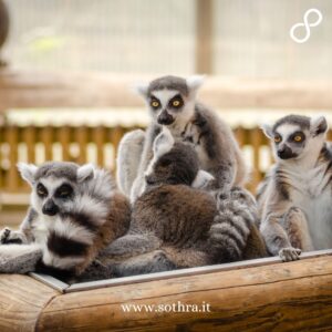 Alla scoperta del Madagascar con un tour completo