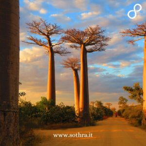 Gran Tour Madagascar, essenza autentica dell’Africa ANTANANARIVO, ANTSIRABE, RANOMAFANA, FIANARANTSOA, PARCO ISALO, TULEAR