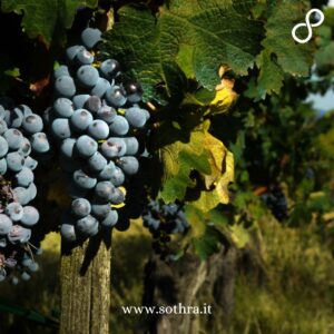 Un itinerario di 3 giorni alla scoperta dei vini toscani