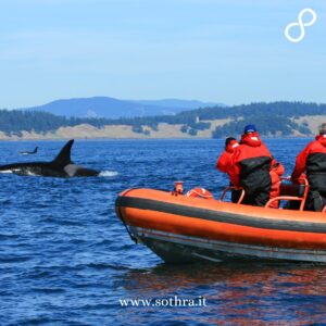 Dalle acque polari dell’Islanda fino alle baie turchesi della Patagonia, i luoghi in cui avvistare le balene rappresentano un incredibile patrimonio per gli amanti della natura e dell’avventura