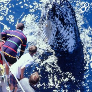Situata nella parte settentrionale dell’Islanda, Húsavík è considerata la “capitale europea del whale watching”