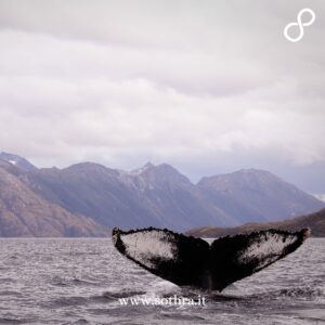 Tofino è un piccolo centro della costa occidentale di Vancouver Island, nella Columbia Britannica