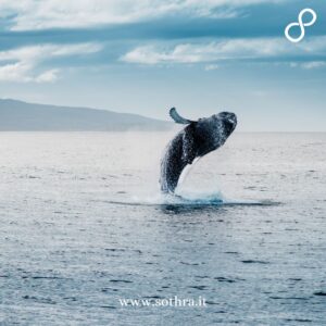 Le acque calde e protette del Mare di Cortés e dell’Oceano Pacifico fungono da nursery naturale per molte specie di cetacei