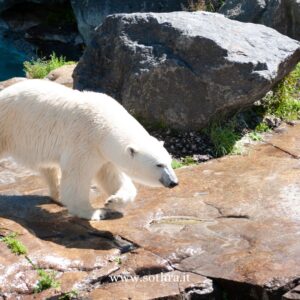 Zoo sauvage di Saint-Félicien nel Saguenay