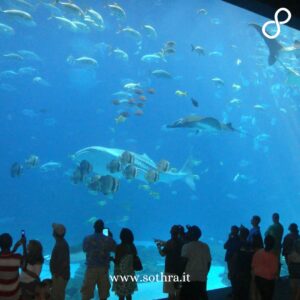 Georgia aquarium: meraviglia sottomarina