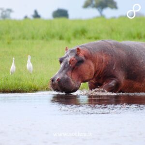 Cosa fare e cosa vedere nel Parco Chobe