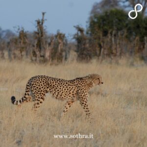 Gli elementi principali da non perdere nel Parco Chobe