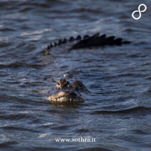 Le Everglades sono generalmente considerate una destinazione sicura per tutte le tipologie di viaggiatori