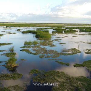 Le Everglades - 5 ragioni più 1 per scoprirle