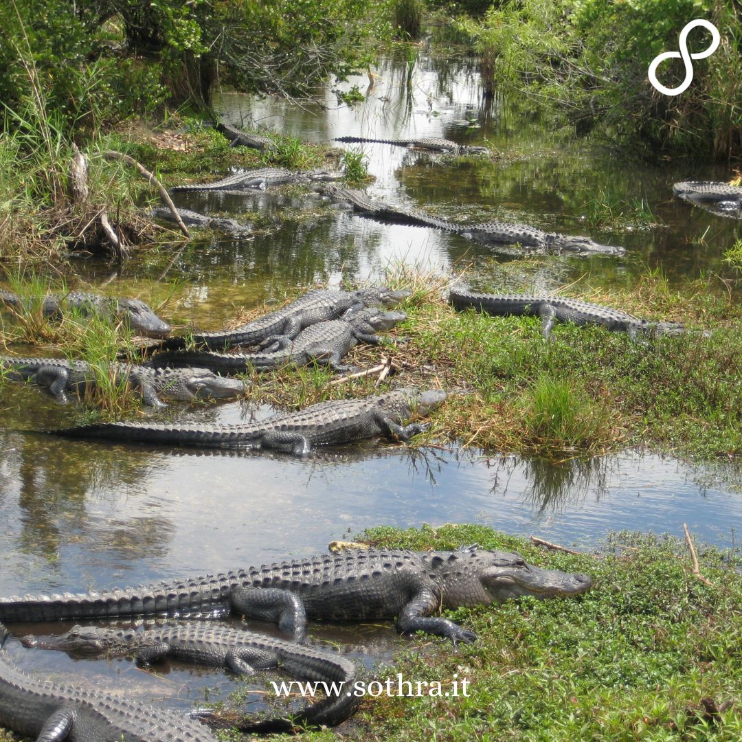 Le 5 esperienze imperdibili (più 1) nelle Everglades