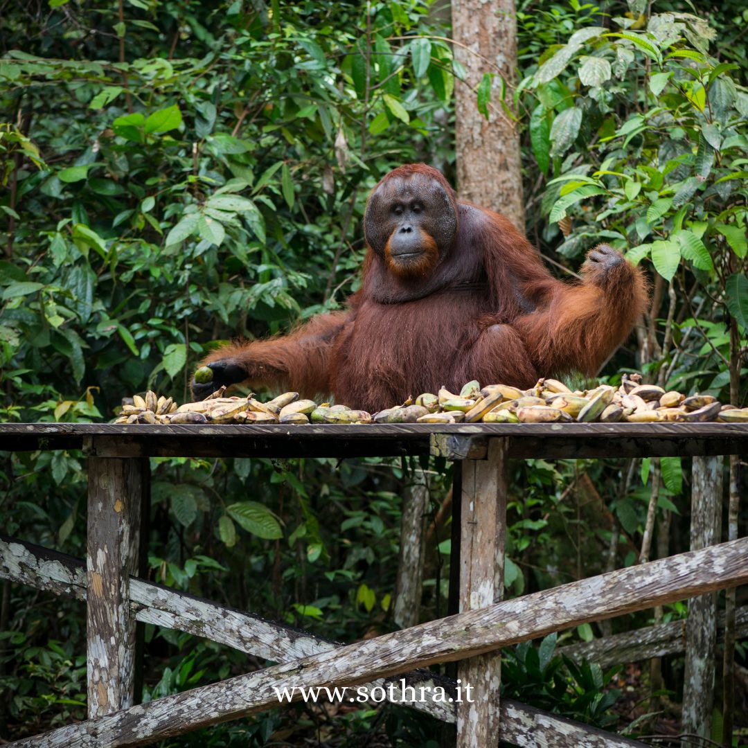 Viaggio nel cuore selvaggio del Borneo Guida Completa al Parco Nazionale di Tanjung Puting