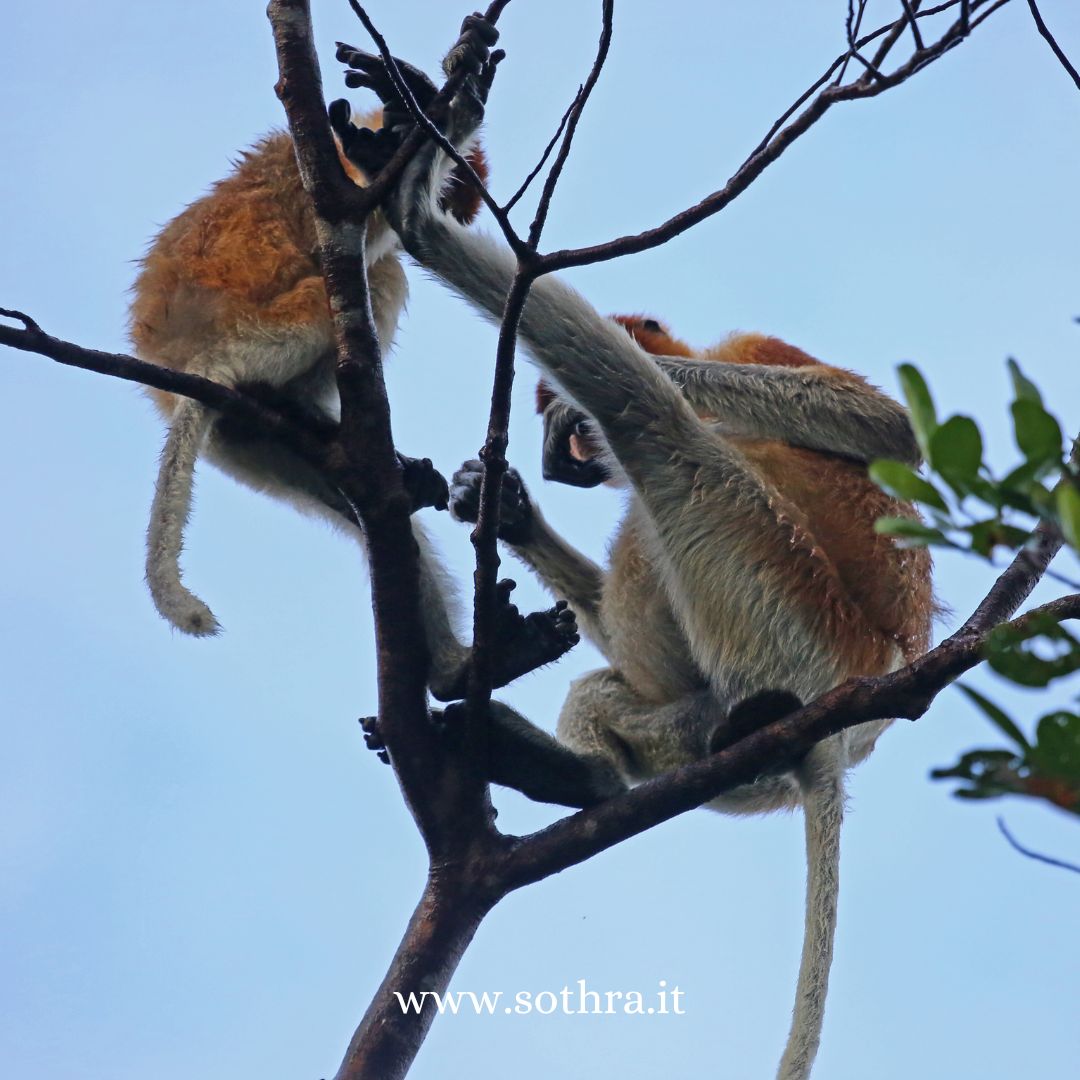 Viaggio nel cuore selvaggio del Borneo Guida Completa al Parco Nazionale di Tanjung Puting