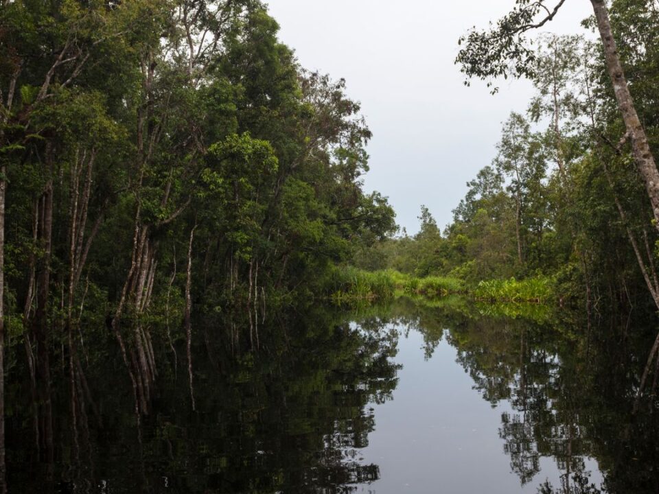 Viaggio nel cuore selvaggio del Borneo Guida Completa al Parco Nazionale di Tanjung Puting