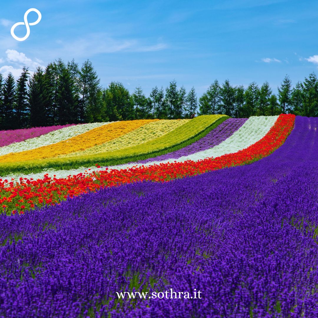 Hokkaido: fiori di Furano e stagno blu di Biei da Sapporo